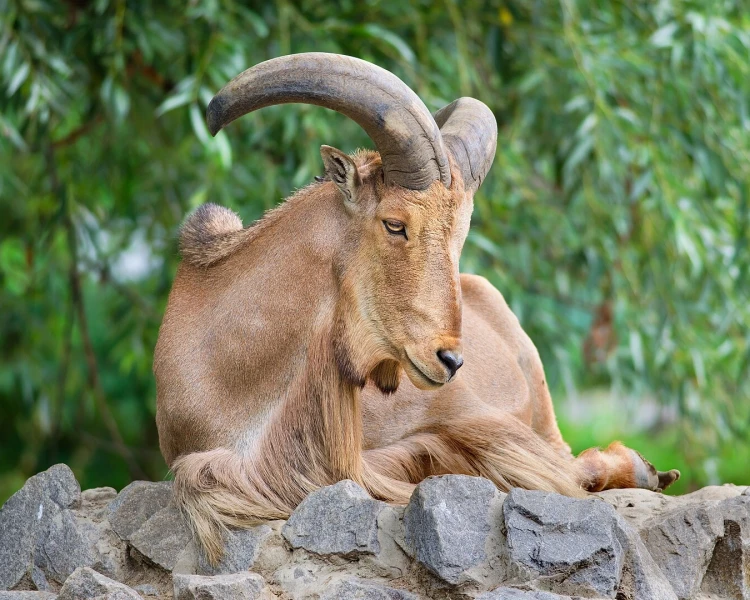 Mouflon de Barbarie