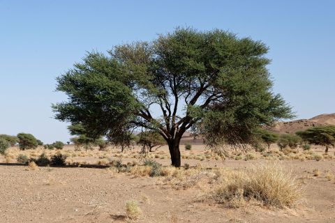 Acacia raddiana