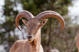 Mouflon à manchettes