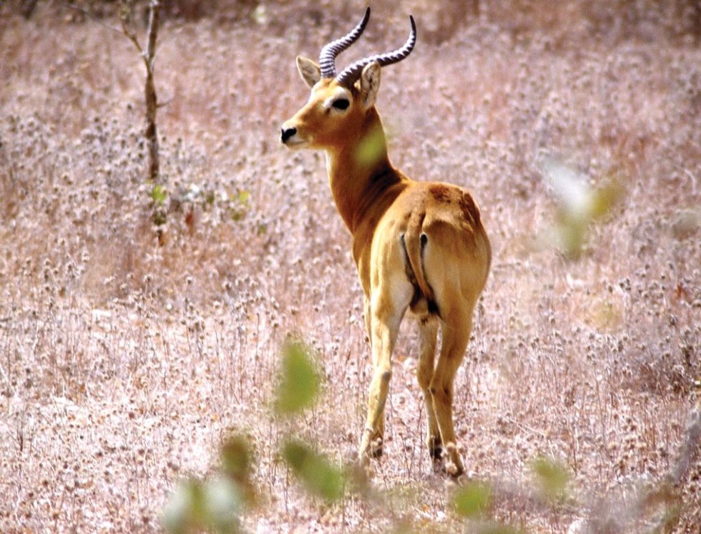 Addax