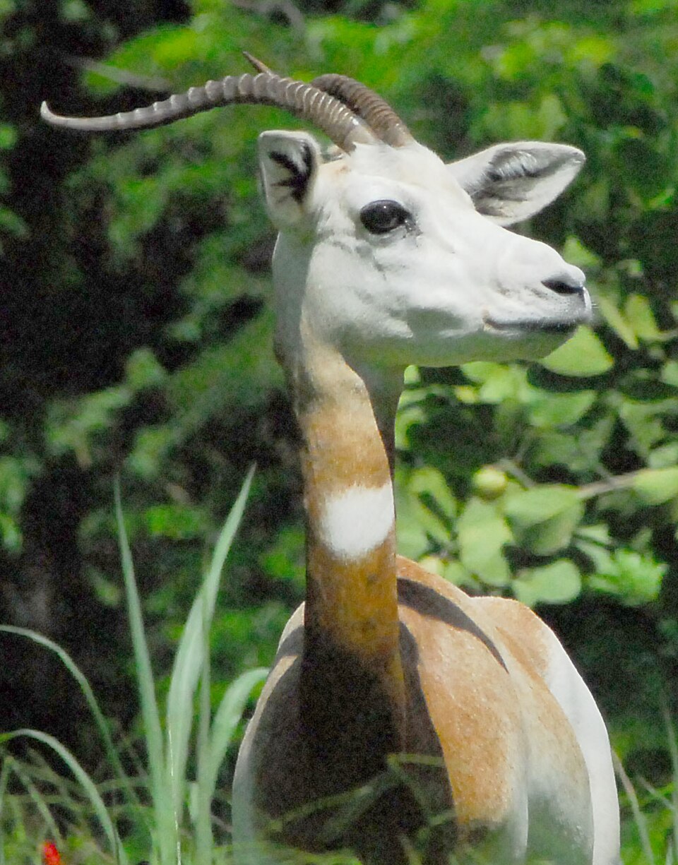Gazelle dama