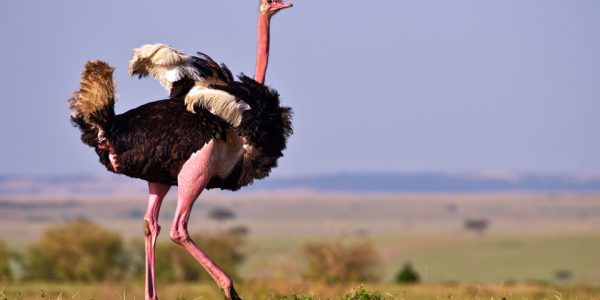 Autruche d’Afrique du Nord