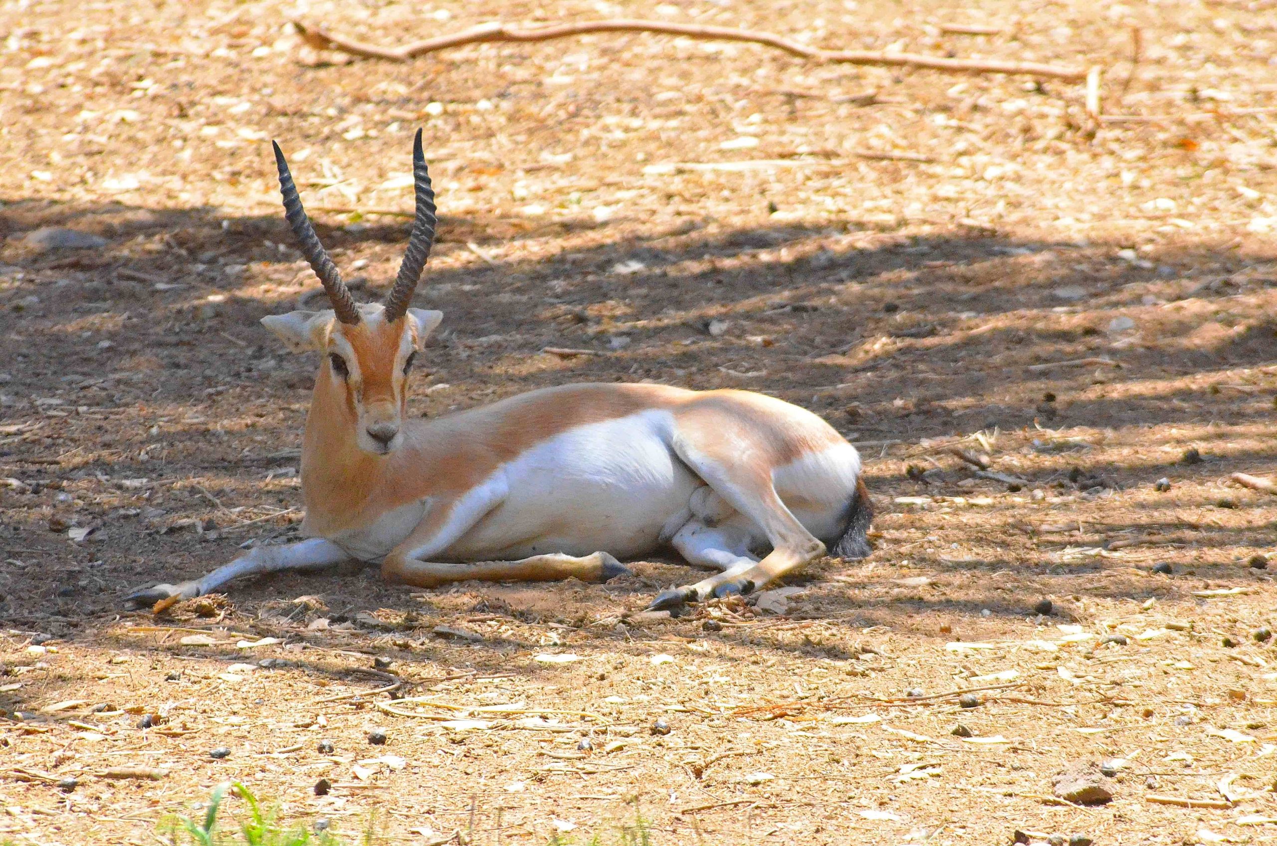 Gazelle dorcas