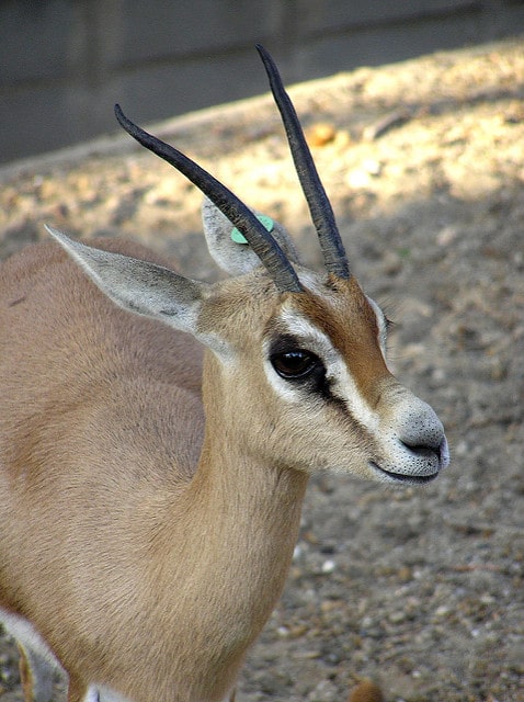 Bilan de la journée du samedi 29 novembre 2025  Communiqué CITES CoP20 n°7